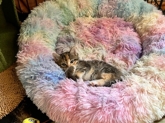 A 5-week-old calico tabby kitten curled up in a fluffy rainbow cat bed, looking at the camera with one paw over her nose.