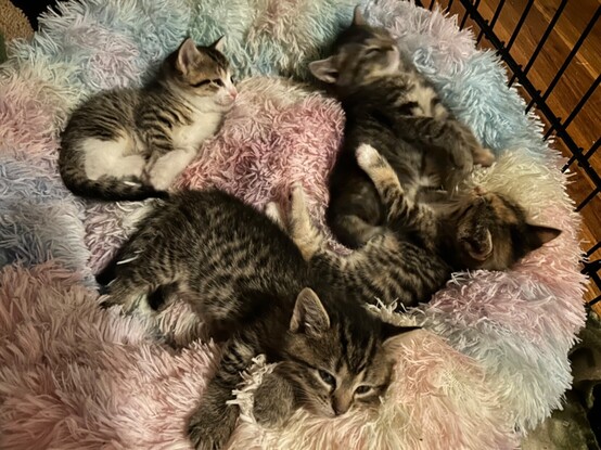 The entire litter of four 5-week-old brown tabby kittens all snoozing in the fluffy rainbow bed.