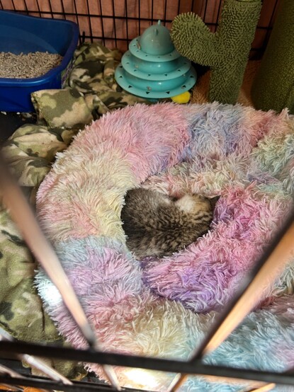 A 5-week-old brown tabby kitten looking dwarfed by the big fluffy rainbow bed, curled up with his back to the camera.