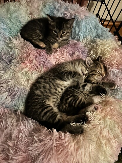 Three 5-week-old brown tabby kittens snuggled up in their fluffy rainbow bed. Two of them are kind of spooning.