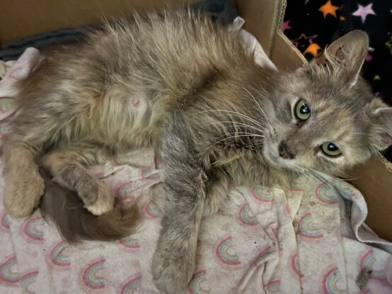 A long-haired dilute tortie cat, looking scruffy and a bit round, rolled over on her side and showing off her belly. She's on a blanket with a pastel rainbow print.
