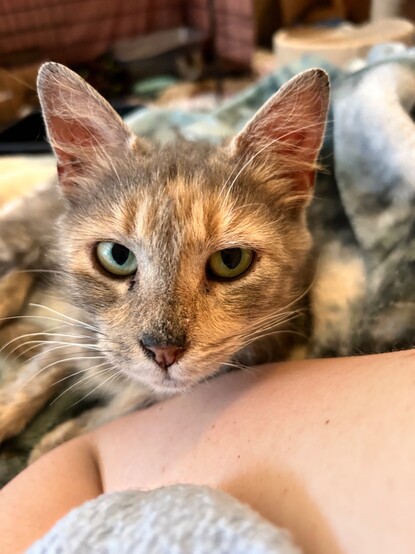 A long haired dilute tortie cat looking at the viewer with big green eyes.