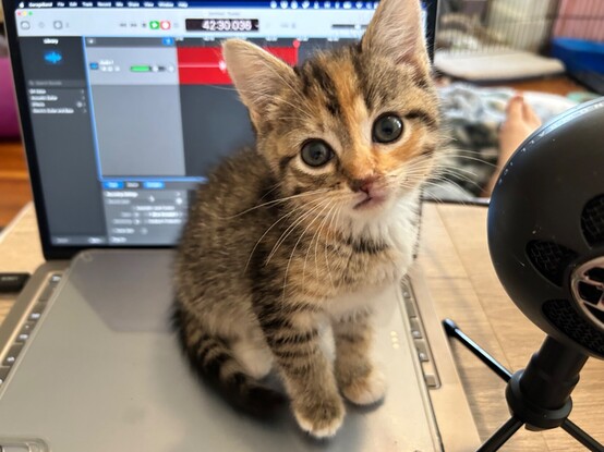 A two-month-old calico tabby kitten sitting on a laptop keyboard.