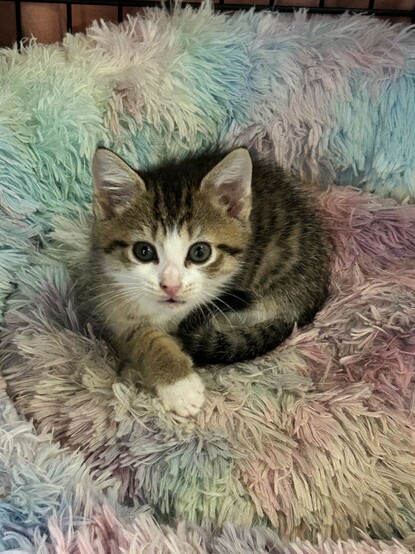 A two-month-olds white and brown tabby kitten curled up in a fluffy pastel rainbow bed.