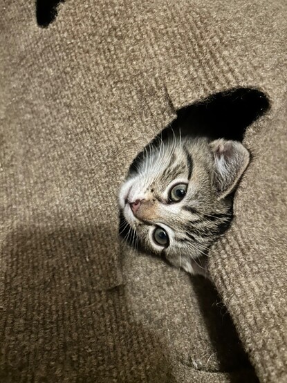 A two-month-old brown tabby kitten peeking out of a hole in a ripple rug.