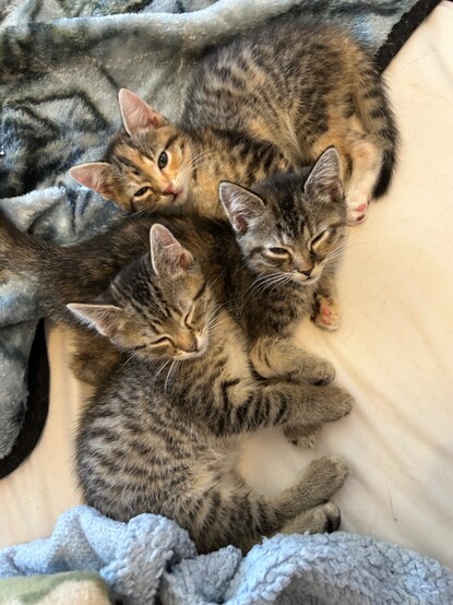 A trio of two-month-old brown tabby kittens, napping in a pile.