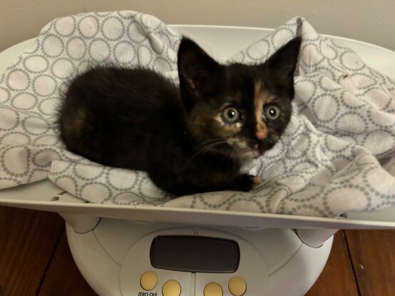 A small tortoiseshell kitten, maybe 2 months old tops, lying in the curve of a baby scale on top of a white flannel blanket. She's looking alertly a little to one side.