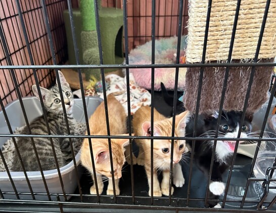 Four 10-week-old kittens standing behind the door of a big dog crate. One is a brown tabby, two are orange tabbies, and one is a tuxie with opinions.