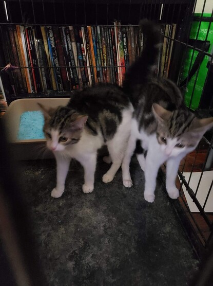 Two foster kittens in a cage.