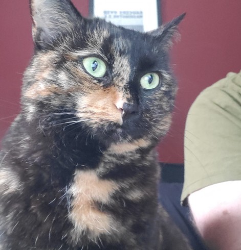 Minerva, a tortoiseshell cat,  sitting next to me staring attentively at my laptop screen while I pick out a new bag.
