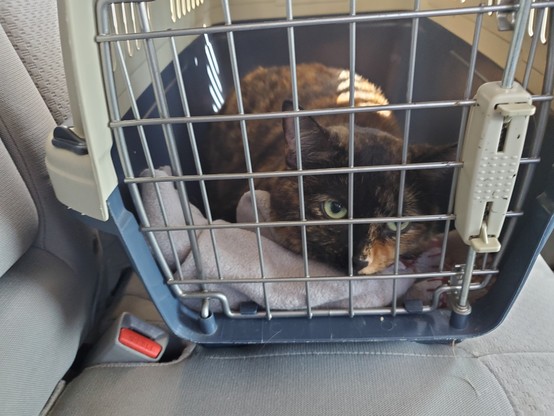Minerva, a tortoiseshell cat, gazing forlorn out of her carrier.