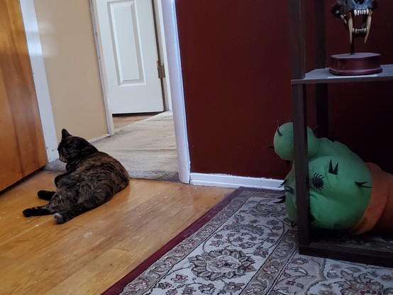 Minerva, a tortoiseshell cat, sitting in my doorway with her back pointedly aimed at me.