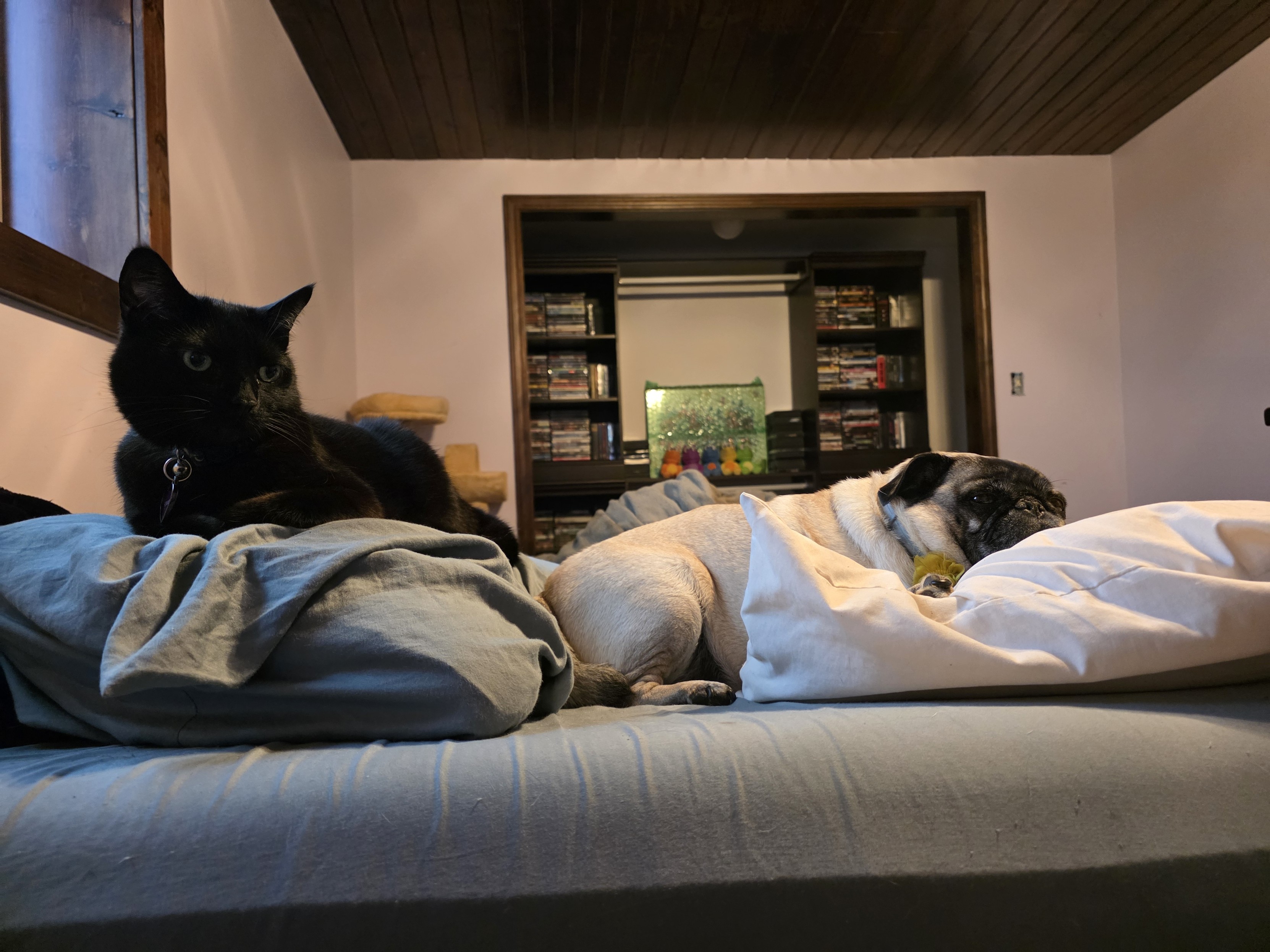 a pug and a black cat, both lying on pillows of an unmade bed, looking at the camera. behind them is a cat tree, jinjo plushies, a wrapped Banjo-Kazooie map, and a dresser full of DVDs and blu-rays